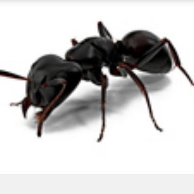 antant15487353's profile picture. 