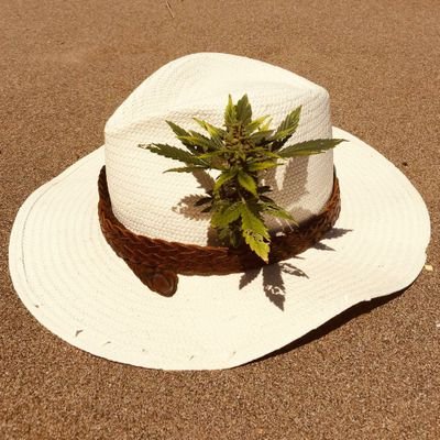 giastintaim's profile picture. #