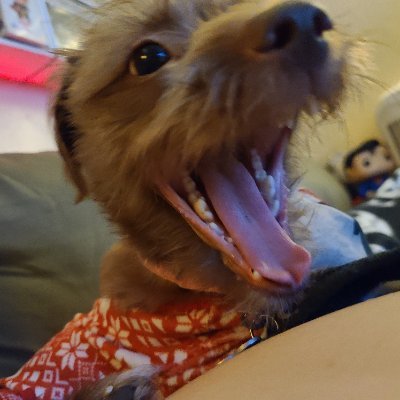 LeannaYSD's profile picture. Collector, weirdo, professional napper, anything else is too much info to share. You want to know, just ask. Easy peezy.