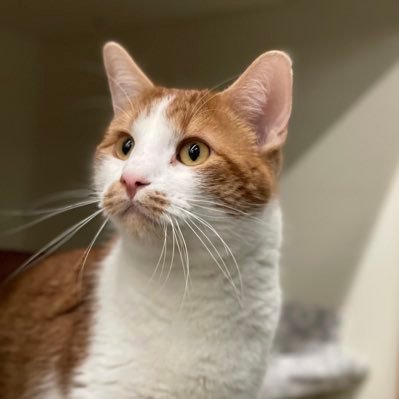 the favorite adoptable cats of a pet rescue volunteer in Kansas City! all posts and opinions are my own. they/them