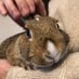 むぎむぎ🐰🥕 (@rabbit_mugi) Twitter profile photo むぎむぎ🐰🥕 (@rabbit_mugi) Twitter profile photo