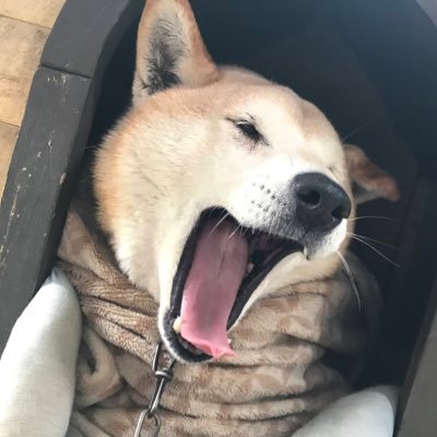 n_moon_40z's profile picture. melc2023