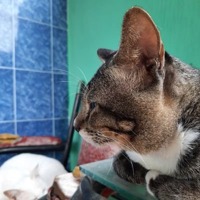 AchmdZTX's profile picture. Hidup itu dijalani bukan di Sesali