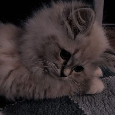 drynllw's profile picture. 