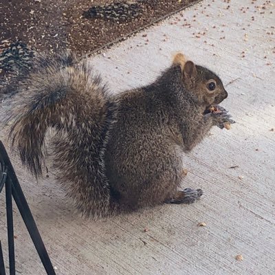 squirrel