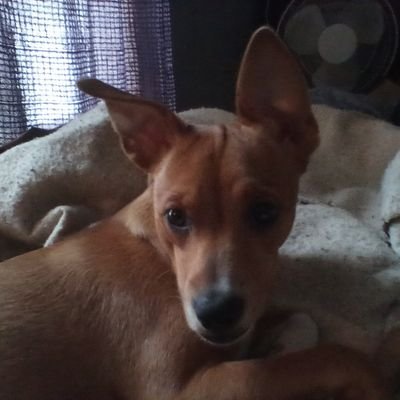 retired clinical microbiologist, vaccine research/Mab maker, cell culture, ND husband, dogtrainer-feist pup, 💗🎶REM, ANTIWAR, provax