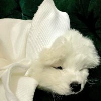 咚伯木 (@dongbomu1) 's Twitter Profile Photo 咚伯木 (@dongbomu1) 's Twitter Profile Photo