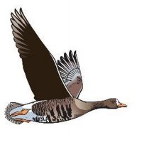 BirdsMatter_ie (@birdsmatter_ie) 's Twitter Profile