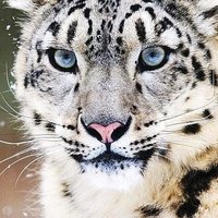 Amstrad6128 (@picdumatin) 's Twitter Profile