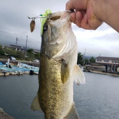 琵琶湖西岸おかっぱり🤣時々、一庫ダム・青野ダム。シマノ派
加藤誠司さん見てバス釣りスタート、結婚で離脱。偶然見た、俺達Rきっかけで、バス釣りに復帰。ジャッカル信者です✌️
Twitter不慣れですww
#琵琶湖 #北湖西岸 #おかっぱり #バス釣り #ジャッカル #もがみ釣具
#NLW #LUCKYCRAFT