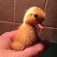 Ceralium (@onfire310) 's Twitter Profile