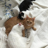 행레바🐈🐈🐈 (@merry_hls618) 's Twitter Profile
