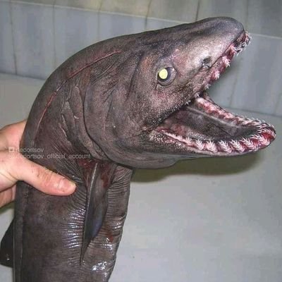 Just another Eel