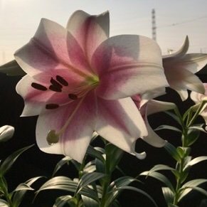 RNaさんのプロフィール画像