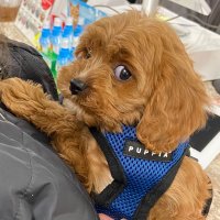 Bo Barkchette ⚾️🐶🐾 (@bobarkchette) 's Twitter Profile