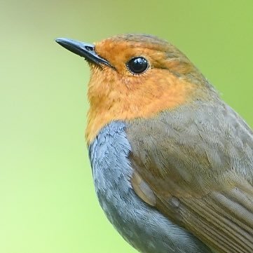 週末の鳥見で出会った野鳥等の写真を投稿しています。
