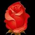الحياه حلوه (@trwf14) Twitter profile photo الحياه حلوه (@trwf14) Twitter profile photo