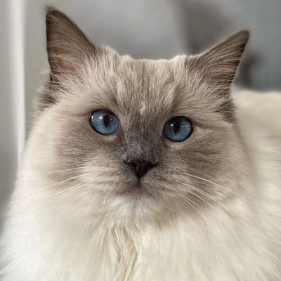 #Ragdoll Cats photos videos daily.👌 If you are #ragdollcats lover or owner , follow us.❤️