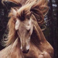 ڡٮـصل ٮـں ڡهد (@0440bb1cfac14c9) 's Twitter Profile