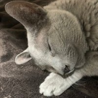 mokosuke (@mokosuke07) 's Twitter Profile