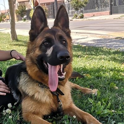 Pasión por los motores viejos.
Electromovilidad. Ahorro Energético Industrial y Comercial.
Enamorado, papá baboso de 2 cachorros humanos y 1 de 4 patas.