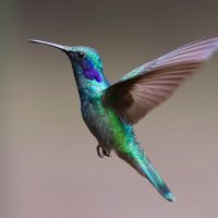 Proyecto Colibrí(@ProyectoColibr3) 's Twitter Profile Photo