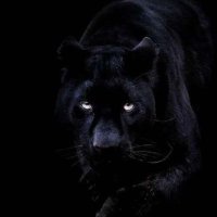 صّــلاحُ الُــسِـيَد (@abozayed2020) 's Twitter Profile