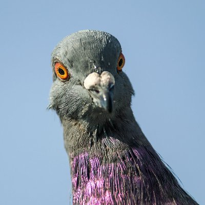 whatspigeon's profile picture. anxious boy reading wiki articles & watching strange content.