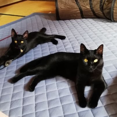 FamilyCat13's profile picture. 猫大好き保護猫守ろう