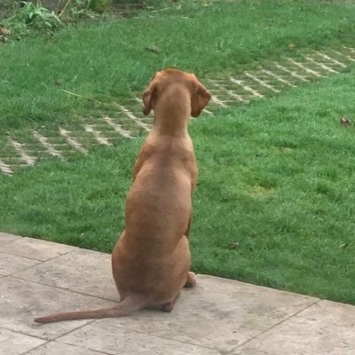 cjocall's profile picture. 