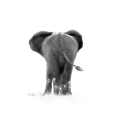 rippleitin's profile picture. XRP dUNL node. My elephant profile photo is of my own work and I retain full © copyright of it and do not give permission for it to be used by anyone.