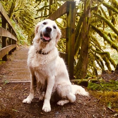 Golden Mossy, 5, and 😇Luke. Loves freely | treats accepted. Full of wiggles and nopes. Lives with an over educated dog lady.