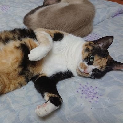 tkjunk0423's profile picture. 