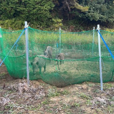 ohtaman001's profile picture. 佐賀県嬉野市で狩猟用罠を販売している太田製作所です。お得情報、YouTube投稿連絡などを配信していきます！フォローよろしくお願いします！