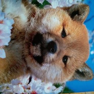 YAdC1MhvuiJm02K's profile picture. 