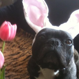 lpzbuzz's profile picture. Love French Bulldog !! Love Dog !!  Love Animal !!
