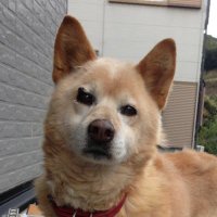 Lovedogs (@lovedog62669031) 's Twitter Profile Photo
