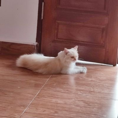 OyenMania's profile picture. Cat lover |
Gaming Enthusiast |
Owner Warnet |
IT & Networking Technician |
Mikrotik Specialist |
Freelance Wordpress Web Designer