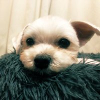 ใใซใใ (@9z8lqusv8b3fmpn) 's Twitter Profile Photo ใใซใใ (@9z8lqusv8b3fmpn) 's Twitter Profile Photo