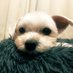 ハルくん (@9z8lqusv8b3fmpn) Twitter profile photo ハルくん (@9z8lqusv8b3fmpn) Twitter profile photo