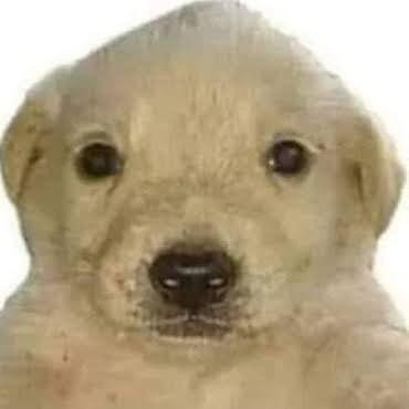 k1ng_owo's profile picture. 💀