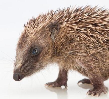 Help a Hedgehog Hospital is a small registered charity based near Stroud, Gloucestershire, UK.
We rehabilitate sick, injured and orphaned hedgehogs.