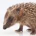 Hedgehog Hospital (@helpahedgehog) Twitter profile photo