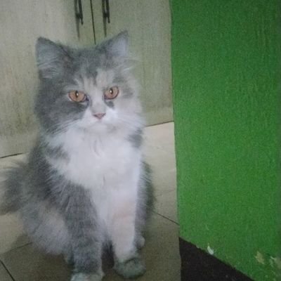 HasiholanP1's profile picture. Khusus hunting giveaway, semoga bigwin