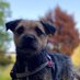 Charlie the Border aka Lump (@charlie_border) Twitter profile photo Charlie the Border aka Lump (@charlie_border) Twitter profile photo