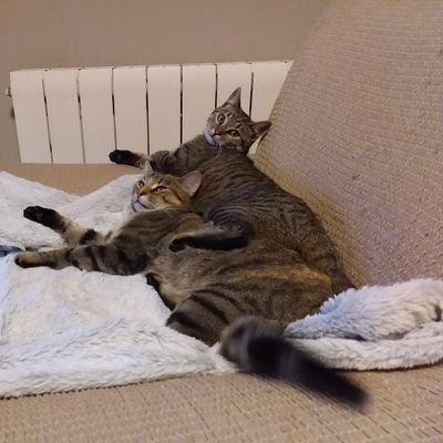 alfilbea's profile picture. j'adore compter ceux qui me bloquent car ils n'ont aucuns arguments !
 
LIBERTE d'EXPRESSION OU SE STUE LA LIGNE ROUGE 

je ne pardonne plus, et j'oublie pas