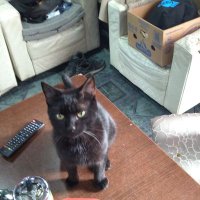 Milton (@miltonfossils) 's Twitter Profile