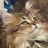 pan.megu (@panmegu) Twitter profile photo