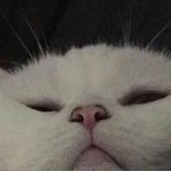 🏳️🌈 // 5uptwt main but i lurk in other subtwt too // private: @gabrimonka
