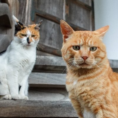 函館最古曹洞宗寺院 11/30クラウドファンディング成立🙏 北海道指定文化財を未来へ！ ご支援ご協力ありがとうございました。https://t.co/yMCSWEqXym 出会った猫を中の人がのんびり呟いてます(=ﾟωﾟ=) ※現在居候の猫はいません